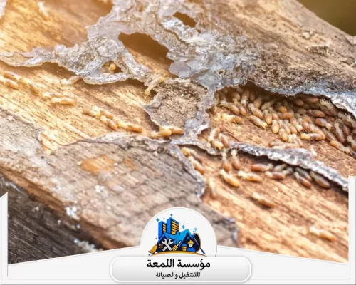 شركة مكافحة الأرضة بالرياض 0504797857 شركة اللمعة شركة مكافحة الأرضة بالرياض تقدم خدمات متخصصة وفعالة للقضاء على الأرضة (النمل الأبيض) بأحدث التقنيات.