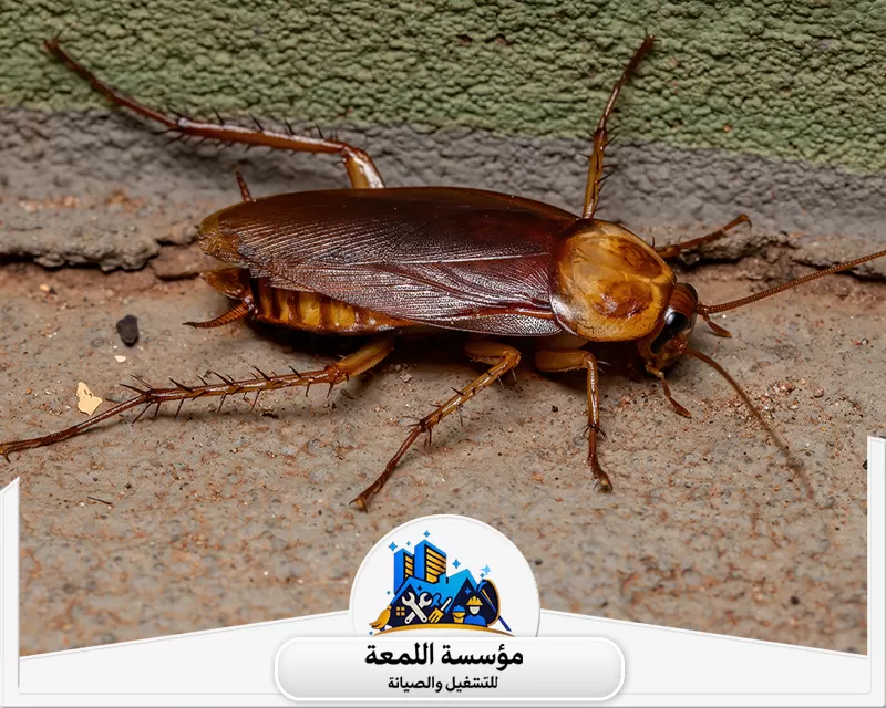 طرق مكافحة الصراصير في المنزل بالرياض 0504797857 شركة اللمعة طرق مكافحة الصراصير في المنازل بالرياض تعتمد على التنظيف المستمر، سد الشقوق، استخدام المبيدات الآمنة، والاستعانة بخدمات مكافحة الحشرات المحترفة.