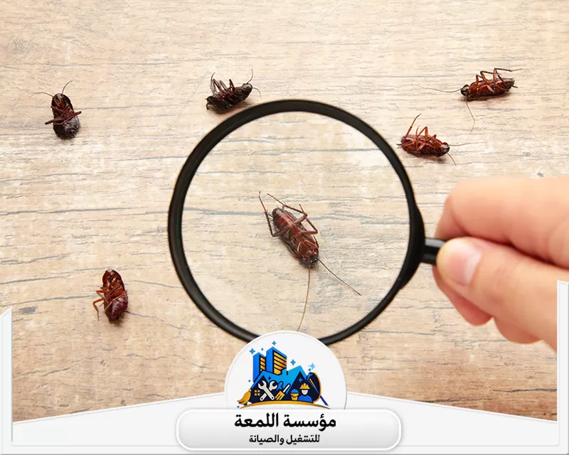 شركة إبادة صراصير بالرياض 0504797857 شركة اللمعة شركة إبادة صراصير بالرياض المتخصصة تقدم خدمات فعالة وسريعة لضمان بيئة نظيفة وصحية.