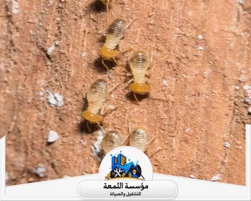 شركة مكافحة النمل الابيض جنوب الرياض 0504797857 شركة اللمعة شركة مكافحة النمل الابيض جنوب الرياض تقدم حلولاً فعّالة وآمنة للقضاء على النمل الأبيض بشكل نهائي.