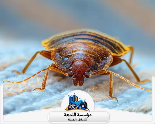 مكافحة بق الفراش و العته بالرياض 0504797857 شركة اللمعة افضل شركة مكافحة البق بالرياض