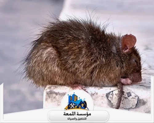 شركة مكافحة الفئران بالرياض شركة مكافحة فئران بالرياض