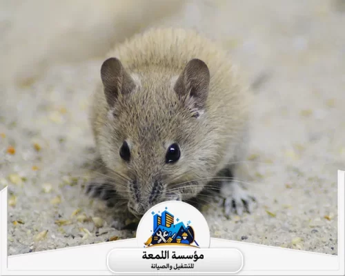 شركة رش الفئران بالرياض شركة رش الفئران بالرياض