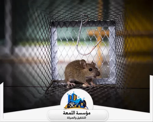 شركة مكافحة الفئران بالرياض عمالة فلبينية شركة مكافحة الفئران بالرياض عمالة فلبينية