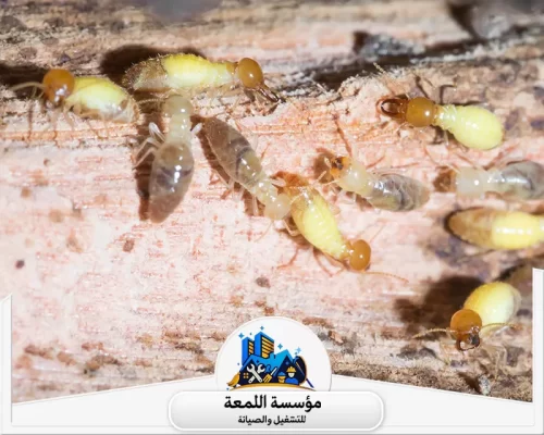 مكافحة النمل الابيض بعد البناء بالرياض 0504797857 شركة اللمعة مكافحة النمل الابيض بعد البناء بالرياض ضرورية لحماية المباني من التآكل والتلف، وتتم باستخدام تقنيات حديثة.