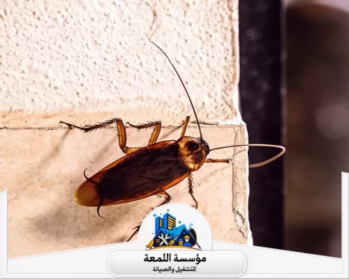 التخلص من الصراصير في المنزل 0502971730 شركة اللمعة صرصور يتجول على جدار، مؤشر لضرورة التدخل السريع لمكافحة الآفات وضمان النظافة.