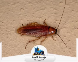 طرق فعالة للقضاء على الصراصير في المنزل