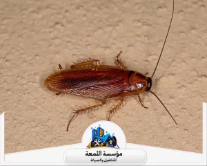 طرق فعالة للقضاء على الصراصير في المنزل