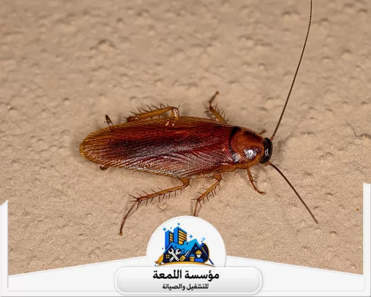 طرق فعالة للقضاء على الصراصير في المنزل