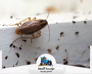 أسباب ظهور الصراصير في المطبخ