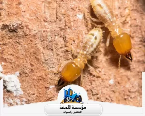 افضل طريقة مكافحة النمل الابيض في المنزل