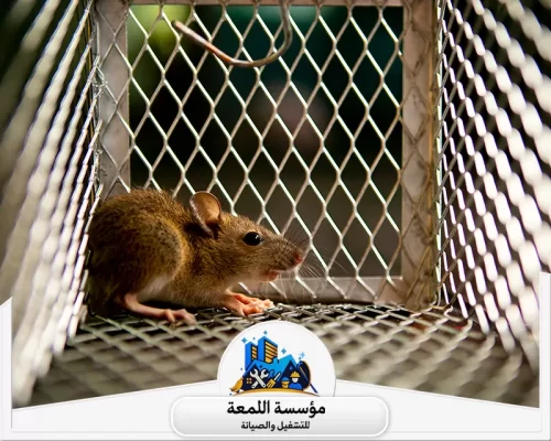 علامات وجود الفئران في المنزل 0502971730 شركة اللمعة علامات وجود الفئران في المنزل