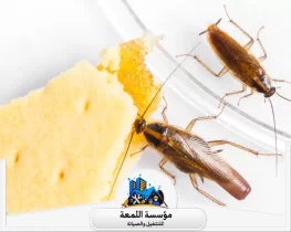 أسباب ظهور الحشرات في المنزل وطرق الوقاية منها