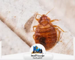 أسباب عودة الحشرات بعد الرش