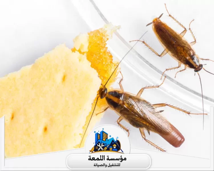 أسباب ظهور الحشرات في المنزل وطرق الوقاية منها