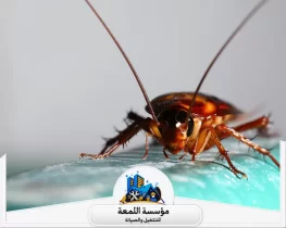 أماكن اختباء الصراصير داخل المنزل