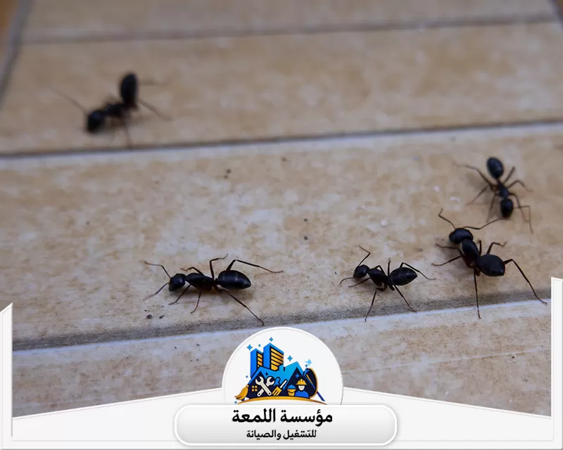 شركة مكافحة حشرات في الرياض شركة اللمعة مكافحة النمل والآفات بأساليب احترافية من شركة اللمعة.