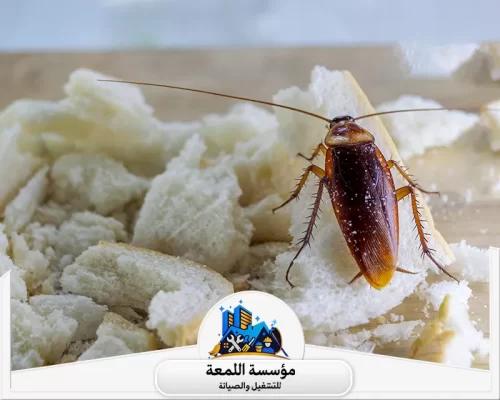 ابادة الصراصير 0502971730 شركة اللمسة حشرة الصرصور في زوايا المنزل قبل تدخل خبراء اللمعة لإنهاء المشكلة من جذورها.