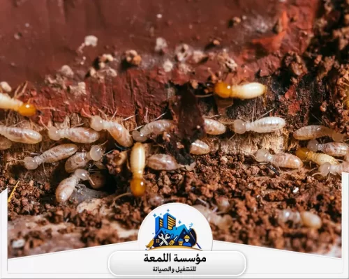 أفضل طريقة مكافحة النمل الأبيض في المنزل 0502971730 شركة اللمعة أفضل طريقة مكافحة النمل الأبيض في المنزل