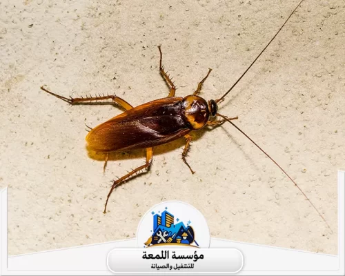 القضاء على الصراصير نهائيا 0502971730 شركة اللمعة شركتنا تقضي على الصراصير تمامًا؛ نظافة منزلك هي أولويتنا.