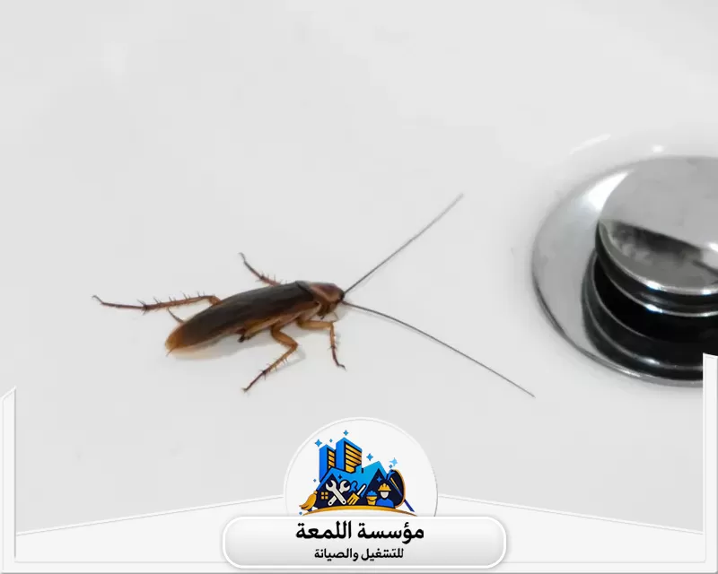 مكافحة الحشرات بالرياض 0502971730 شركة اللمعة رش النمل بمبيدات آمنة وفعالة عبر خبراء مؤسسة اللمعة.