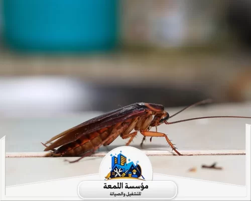 مكافحة الصراصير 0502971730 شركة اللمعة فحص دقيق بأحدث التقنيات لكشف مخابئ الآفات العميقة وضمان مكافحة فعالة من الجذور