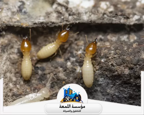 مكافحة النمل الأبيض 0502971730 شركة اللمعة مكافحة النمل الأبيض