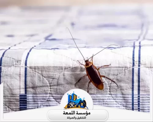 خطوات شركة مكافحة حشرات المنزلية 0502971730 شركة اللمعة خبراء مؤسسة اللمعة في القضاء التام على الحشرات الزاحفة والصراصير بدقة.