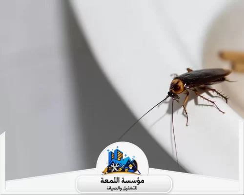 شركة رش صراصير 0502971730 شركة اللمعة صرصور كبير يتم القضاء عليه بمبيدات اللمعة الآمنة وذات المفعول الممتد.