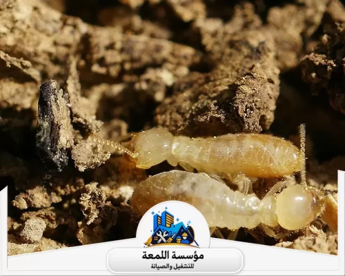 مكافحة النمل الأبيض 0502971730 شركة اللمعة مكافحة النمل الأبيض بالقرب مني