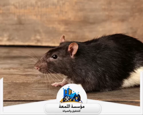 سبب وجود الفئران في البيت 0502971730 شركة اللمعة سبب وجود الفئران في البيت