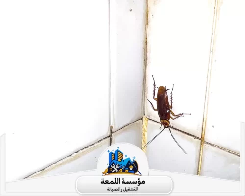 شركة مكافحة صراصير 0502971730 شركة اللمسة إبادة الصراصير من الجذور بضمان معتمد وبأحدث الطرق من مؤسسة اللمعة للصيانة.
