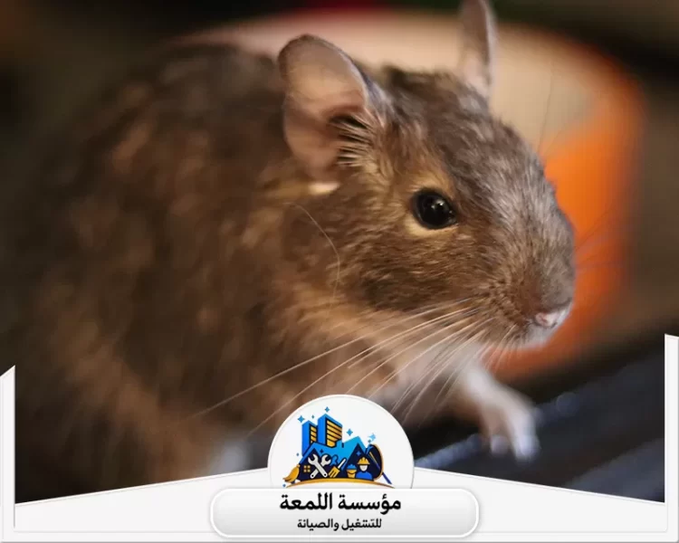 أسباب ظهور الفئران في المنازل